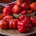 ROCOTO